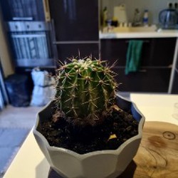 Маленький горшок - фото 6