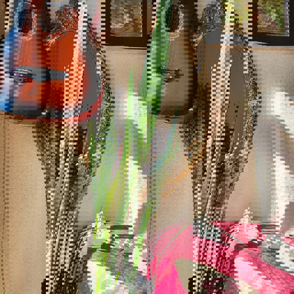 Сансевиерия большая