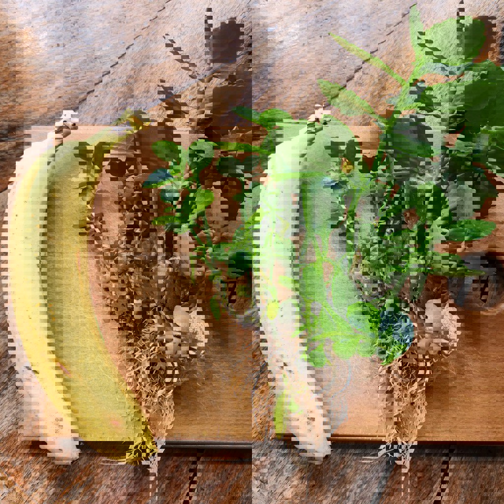 Черенки каланхоэ