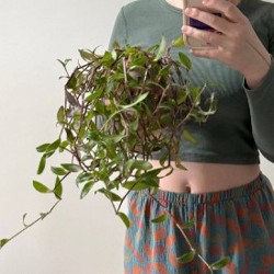 Сингониум пышный - фото 2