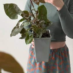 Сингониум пышный - фото 6