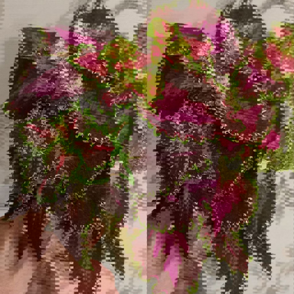 Росток колеуса