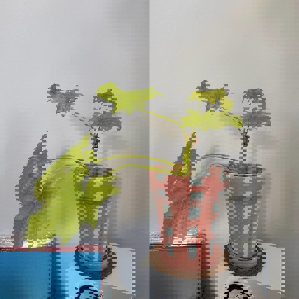 Сингониум пинк неон