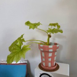 Сингониум пинк неон - фото 1