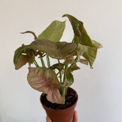 Сингониум пинк неон - фото 2