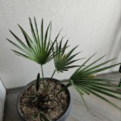 Настольная игра UNO Гарри Поттер - фото 3