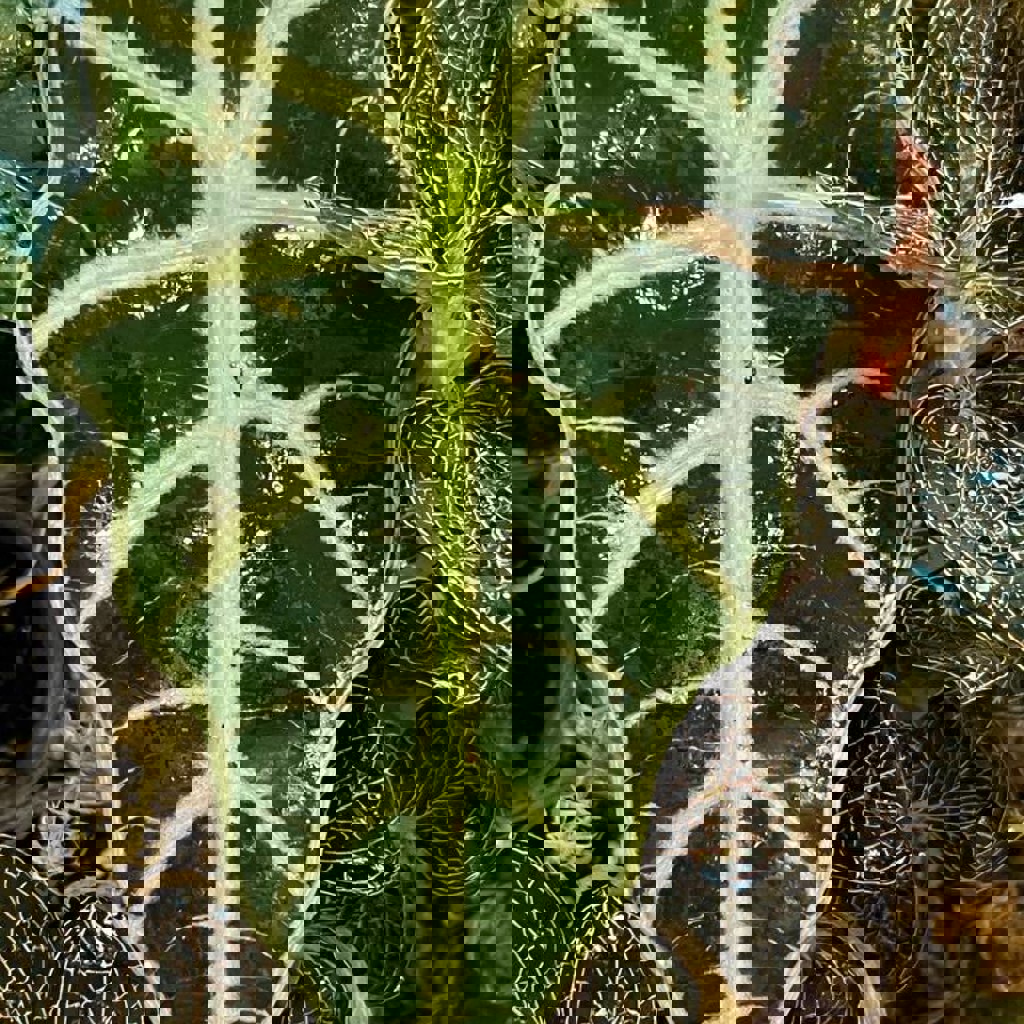 Драгоценная орхидея