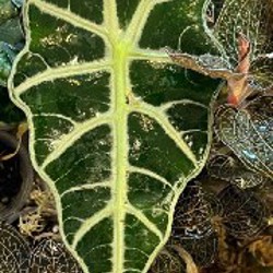 Драгоценная орхидея - фото 1