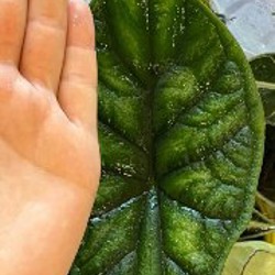 Драгоценная орхидея - фото 2