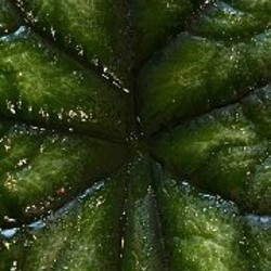 Драгоценная орхидея - фото 3