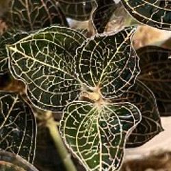 Драгоценная орхидея - фото 4