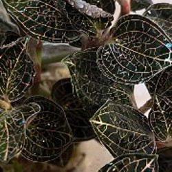 Драгоценная орхидея - фото 5