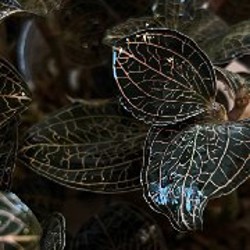 Драгоценная орхидея - фото 6