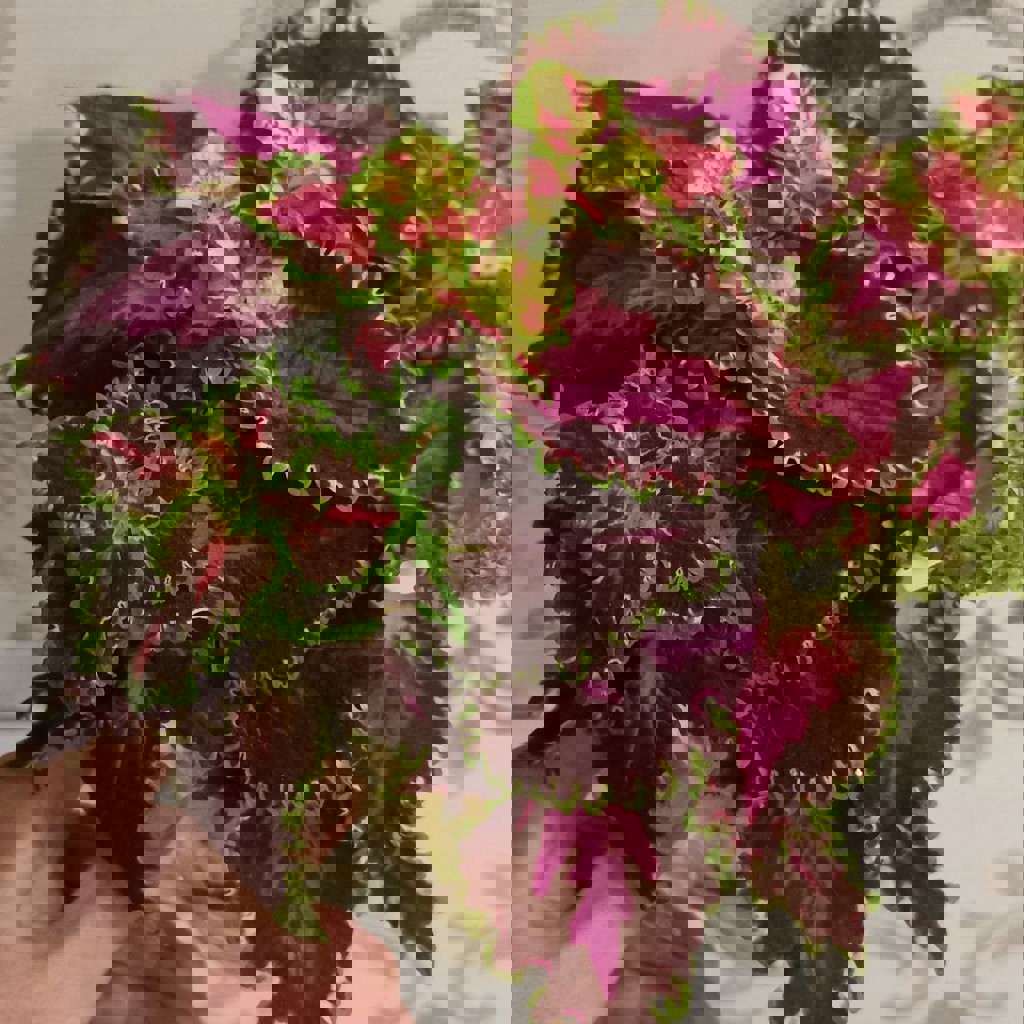 Ростки колеуса