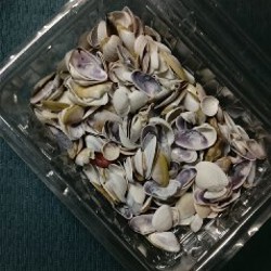 Коробка ракушек - фото 1