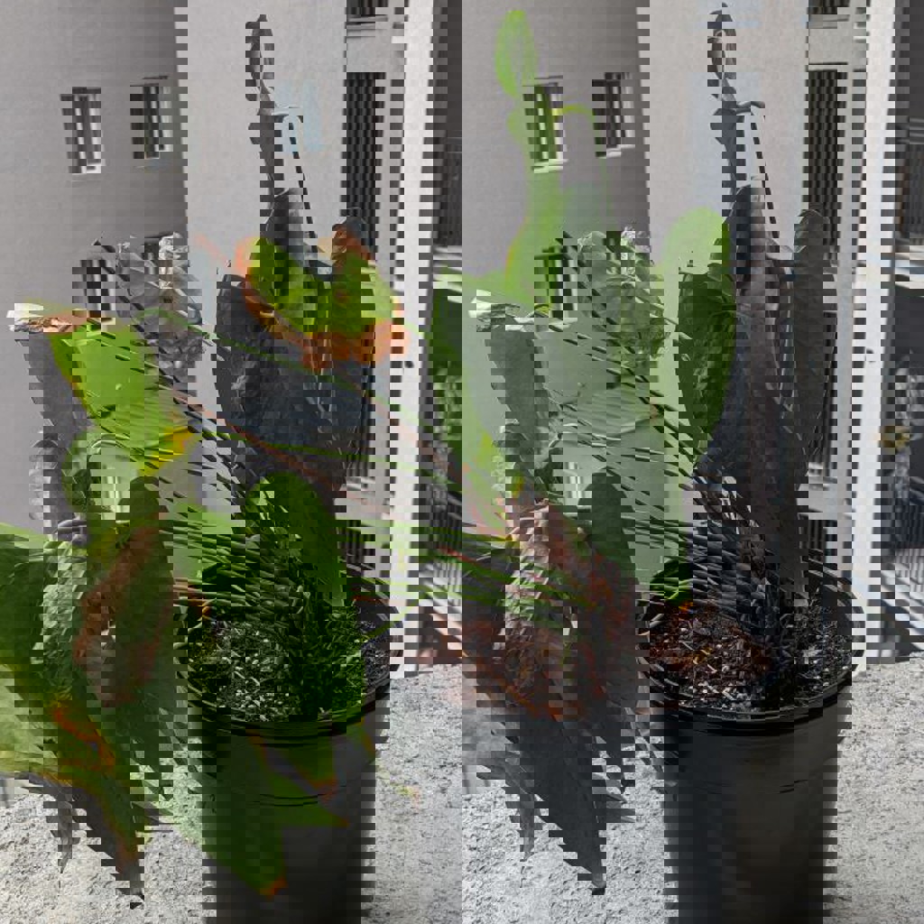 Мужское счастье (Anthurium)