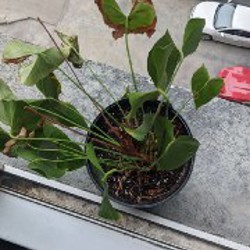 Мужское счастье (Anthurium) - фото 2