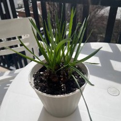 Клубника - фото 2