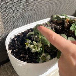 Клубника - фото 4