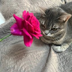 Клубника - фото 8