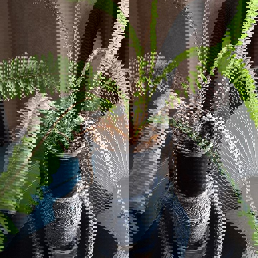 Горшок с папоротником