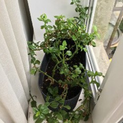 Авокадо - фото 2