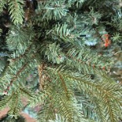 Ёлка - фото 2