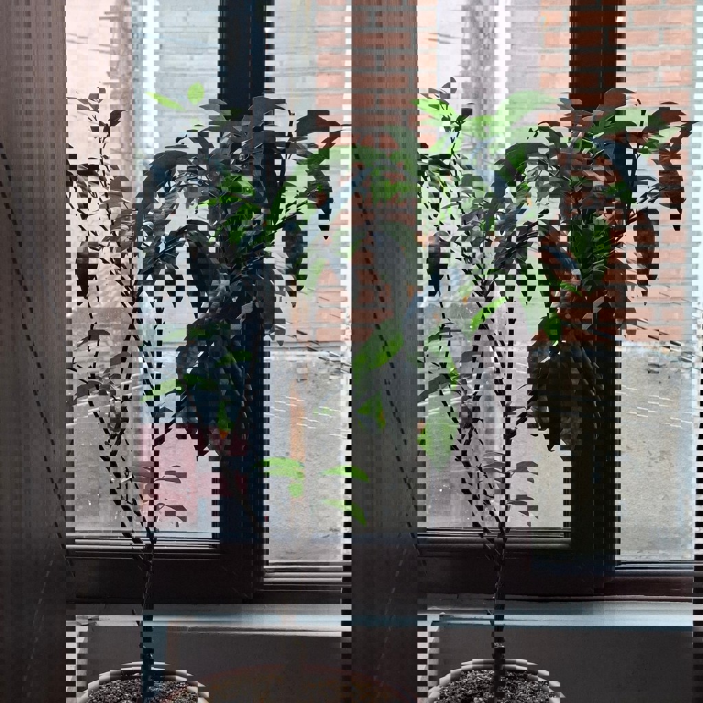 Бугенвиллия