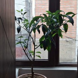 Бугенвиллия - фото 1