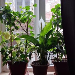 Бугенвиллия - фото 2