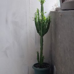 Бугенвиллия - фото 3