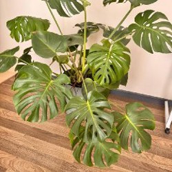Монстера - фото 2