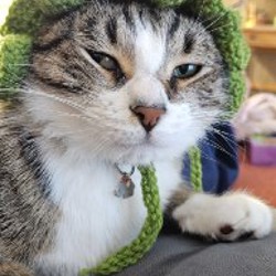 Шапка для кота - фото 2