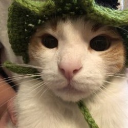 Шапка для кота - фото 3