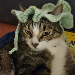 Шапка для кота - фото 4