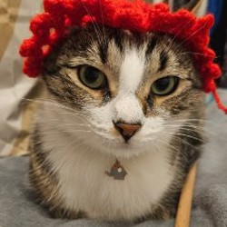 Шапка для кота - фото 6