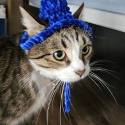 Шапка для кота - фото 7