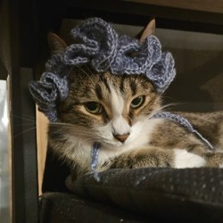 Шапка для кота - фото 8