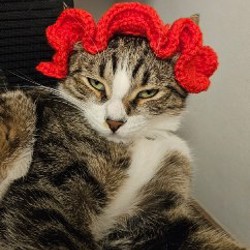 Шапка для кота - фото 9