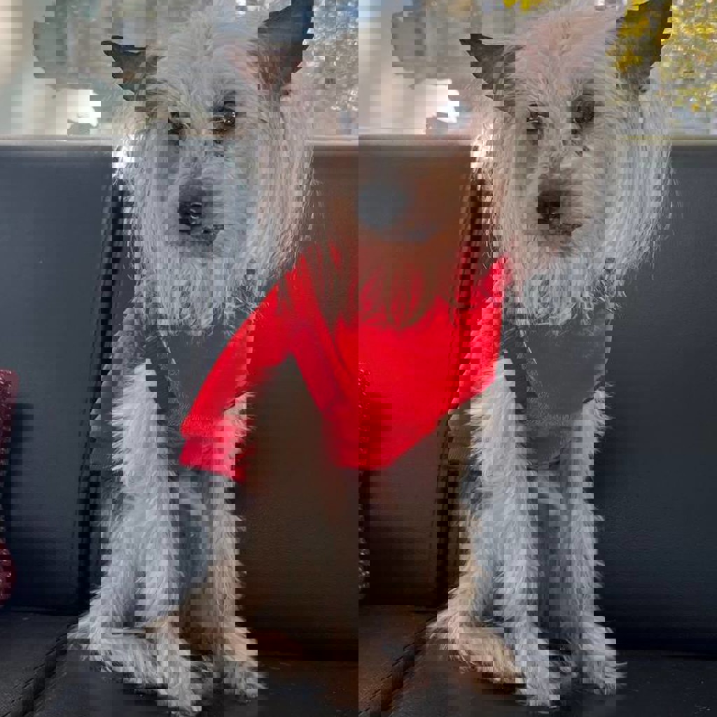 Китайская хохлатая старушка