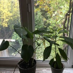 Авокадо - фото 1