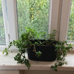 Авокадо - фото 2