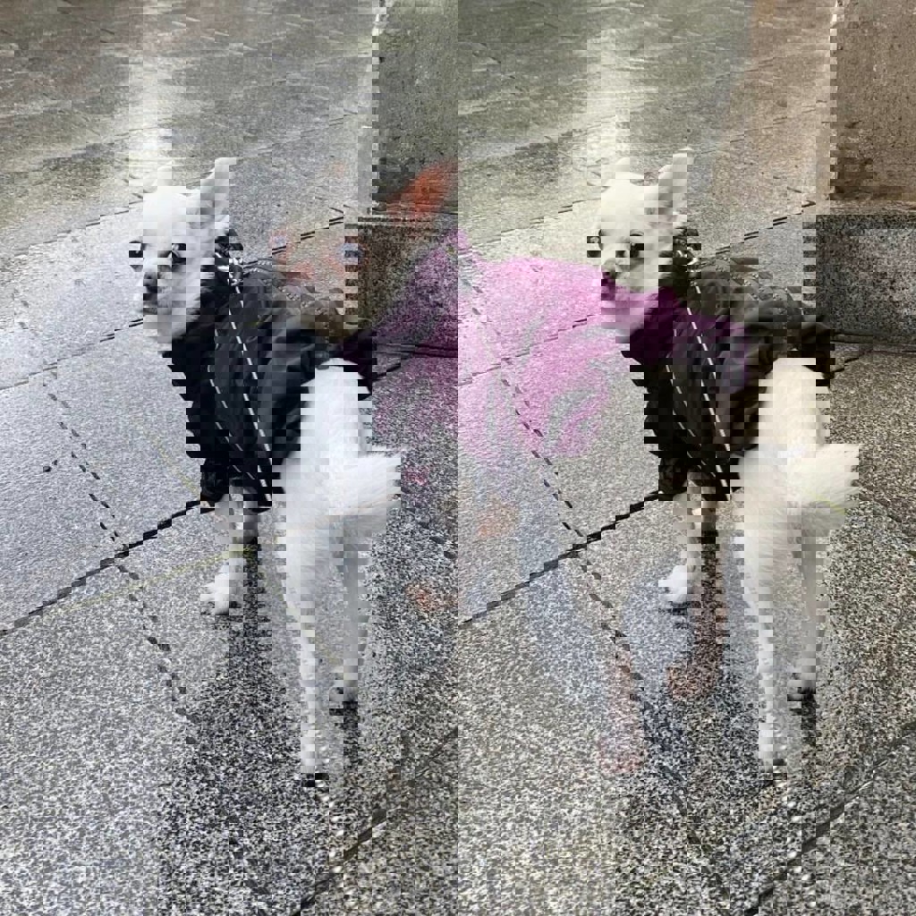 Шлейка для собак