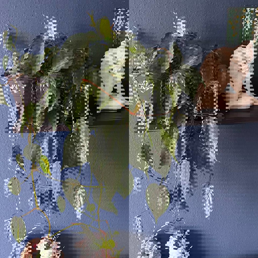 Традесканция зебрина