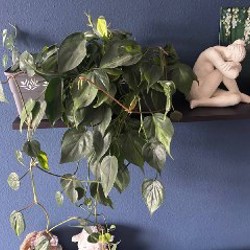 Традесканция зебрина - фото 1