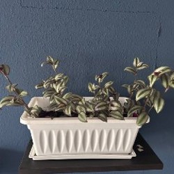 Традесканция зебрина - фото 2