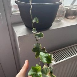 Традесканция зебрина - фото 3