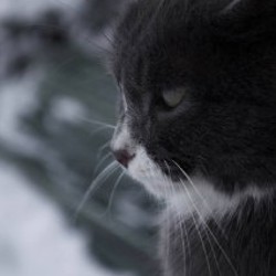 Камера Canon EOS 4000d - фото 3