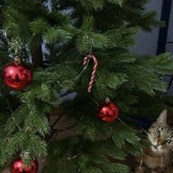 Елка - фото 2