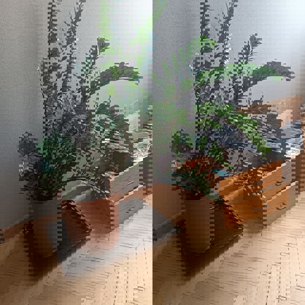 Замиокулькас